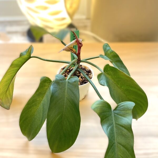 フィロデンドロン フロリダブロンズ