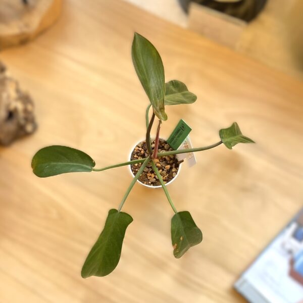 フィロデンドロン フロリダブロンズ