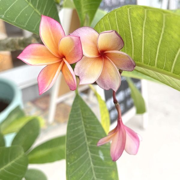 25.8.9セール プルメリア