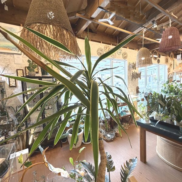 定休日 チャナン店内