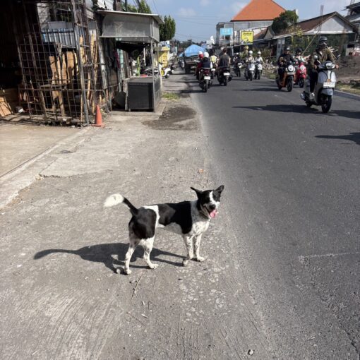 バリ島 仕入れ　犬