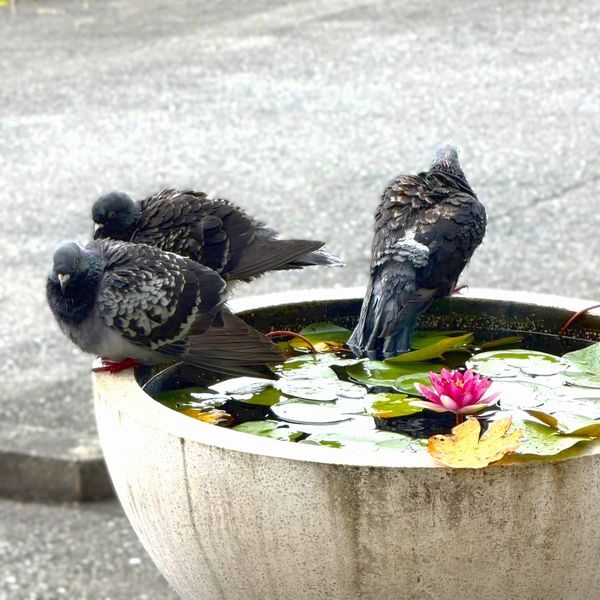 鳩たちの水遊び 定休日