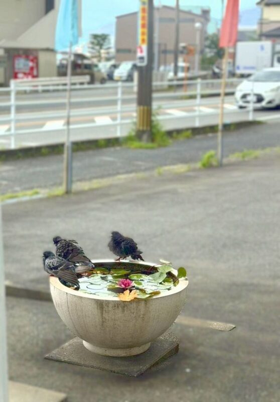 鳩たちの水遊び 定休日
