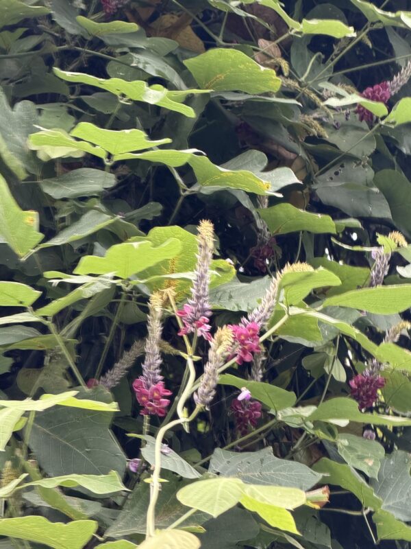 葛の花