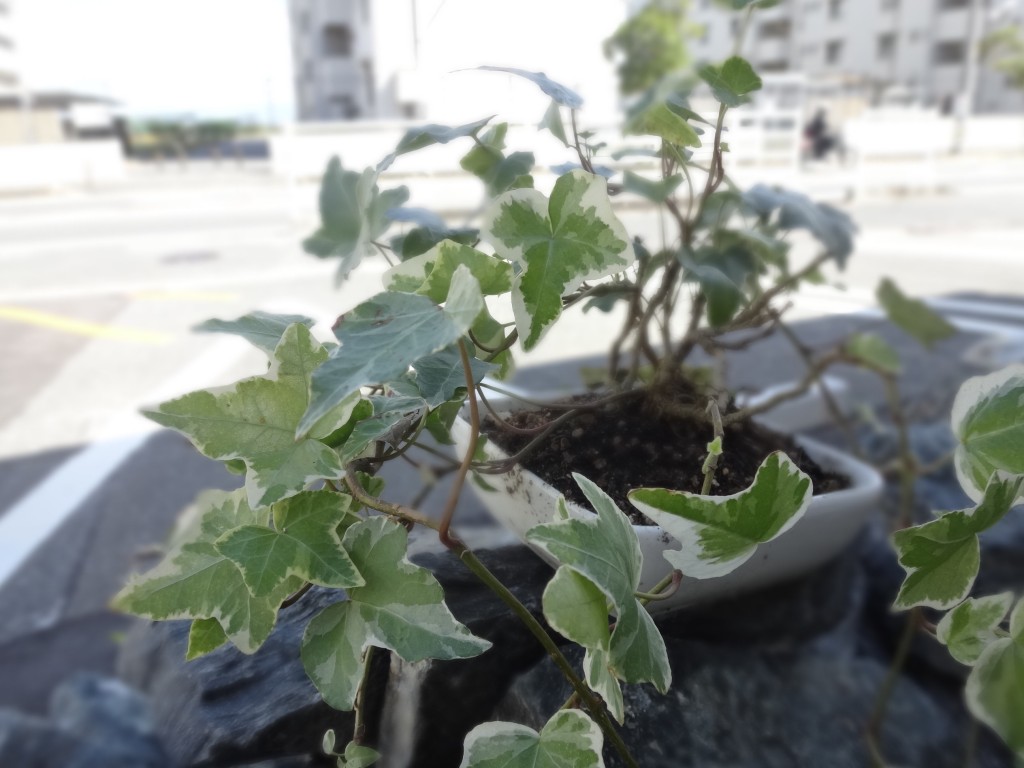 今日の1枚 今日の1枚