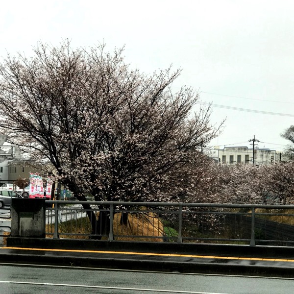 熊本　桜