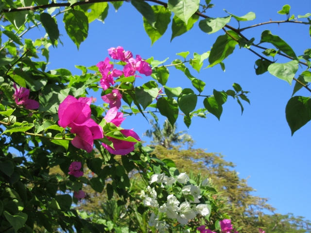 サヌールビーチ サヌールビーチ