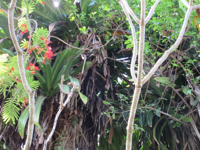 サヌールビーチ サヌールビーチ