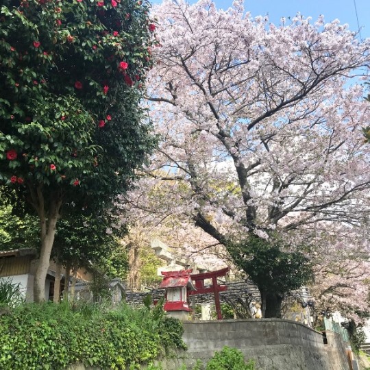 熊野神社　桜