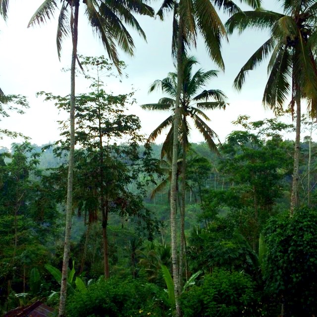 テガララン　ライステラス