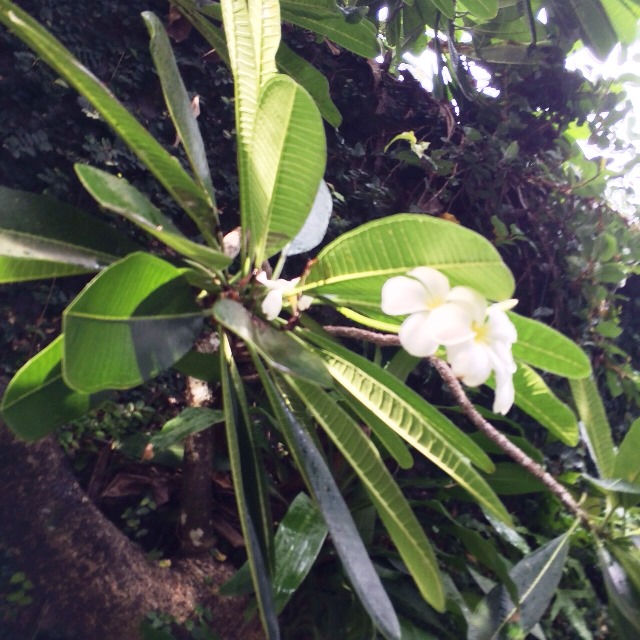 バリ島　プルメリア