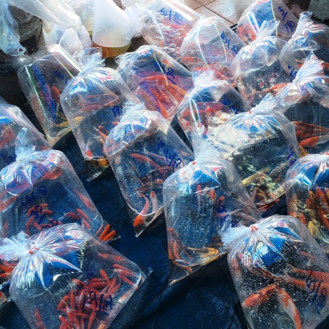 金魚/チャトゥチャックウィークエンドマーケット チャトゥチャック・ウィークエンド・マーケット
