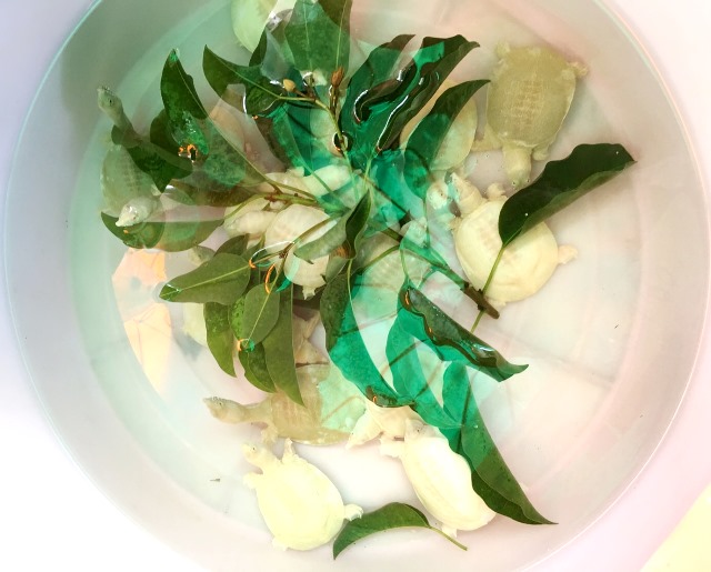 すっぽん アルビノ チャトゥチャック すっぽん アルビノ