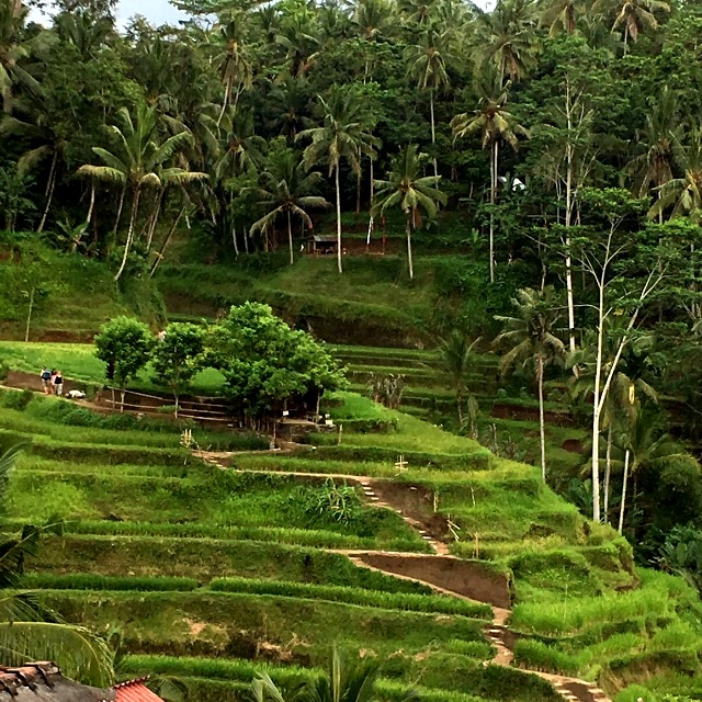 ライステラス/バリ島 ライステラス/バリ島