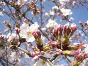 桜　トリアス久山