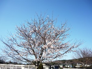 トリアス久山　さくら