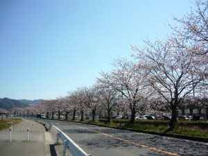 桜並木　トリアス久山