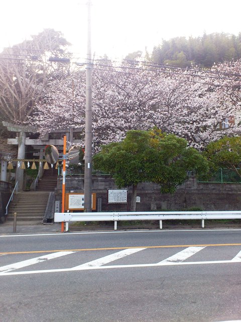 熊野神社　花見